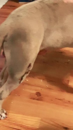 For everyone asking, the pup we saved is gonna be just fine! #dogsoftiktok #rescuedog #wesavedhim #pitty #fyp #foryoupage