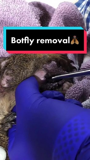 Botflies be gone! Here’s a second take on our most popular TikTok🪰 #botflyremoval #fyp #fypシ #squirrels #surgery #animalsoftiktok #animals #wildlife #wildliferehab #wildliferescue