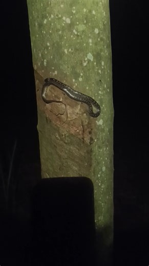 หนี้เด้อ | Kung Phonnipha