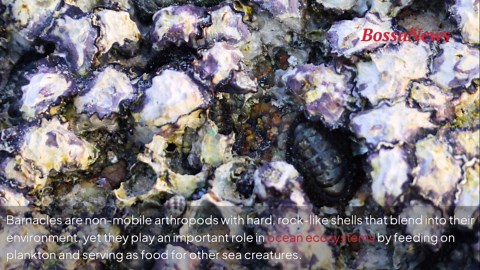 Barnacles explained: how these creatures survive without moving