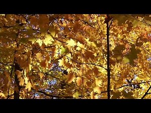 A Steady Mind - Day 43: Quick Desk Stretch for Stress Relief