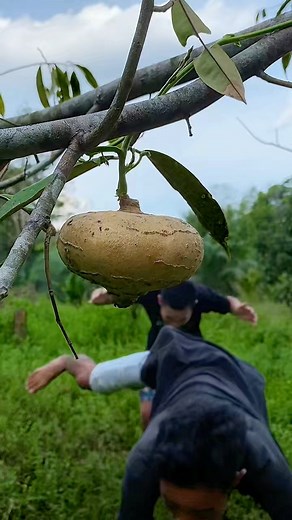 Labu akar😱 #fyp #reelsfb | Saputra Adi Kusuma