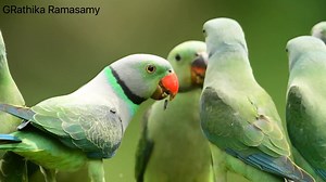 5.9K views · 948 reactions | Blue-winged parakeet, also known as the Malabar parakeet (Psittacula columboides),Thattkeakadu,Kerala Be safe all. #rathikaramasamy #birds #birdwatching | Rathika Ramasamy Photography | Facebook