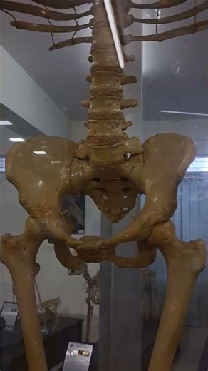 The Beauty of Anatomy: Female Skeleton 🦴✨#shorts #life #skeleton #museum