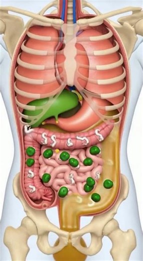 Shocking Facts About Digestive System Showsing Worms Inside Intestine