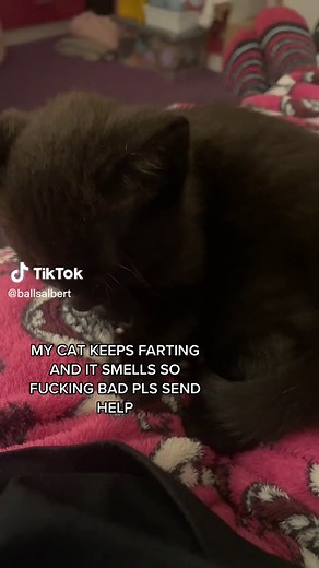 Why Do Cats Farts Smell Bad? Exploring the Science Behind Cat Fart Odors