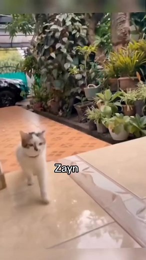 I always had a little smile on my face while editing.😹😅 #onedirection #funny #louistomlinson #zaynmalik #niallhoran #harrystyles #liampayne