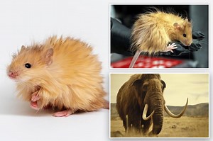 Woolly mammoths one step closer to de-extinction — thanks to ‘woolly mice’ created by biotech firm