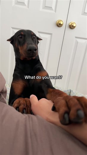 Give the Baby her Snacks! 🤣 TikTok Doberman Pinscher Dog Video