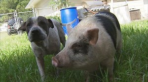 Best friends: Pig, dog found wandering