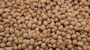 Soybean School: An Inside Look at Grading Soybeans