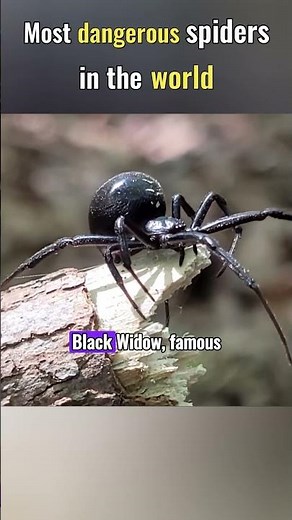Top 5 Most Dangerous Spiders in the World 🕷️🔥....#Animals #wildlife #didyouknow