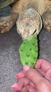 Happy Friday Friends!🤗 Mama went to the Mercado (Spanish store) this morning to get her Spanish goodies she has a hard time finding elsewhere. They always have everything she wants. Today they just got a fresh batch of Nopal/Cactus pads (Optunia). Widely known as a favorite treat for Sulcata. Not this little Sulcata! 🤨 I don’t care for them. If Mama cuts them in small chunks and mixes them in with my greens I’ll eat a little. Otherwise…no. I don’t really like them. My girlfriend LittleFoot? LO