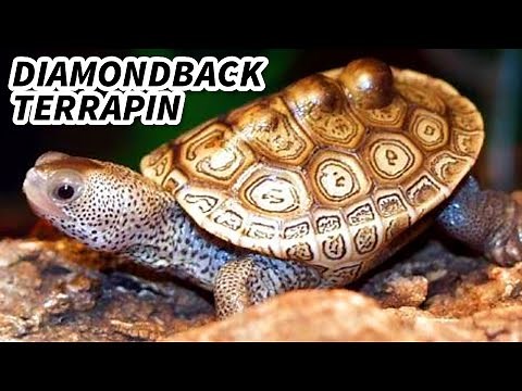Diamondback Terrapin Facts: the BRACKISH TURTLE | Animal Fact Files