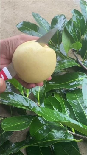 Buah Pir Madu #buahpir