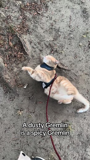 Gremlin Georgie on TikTok