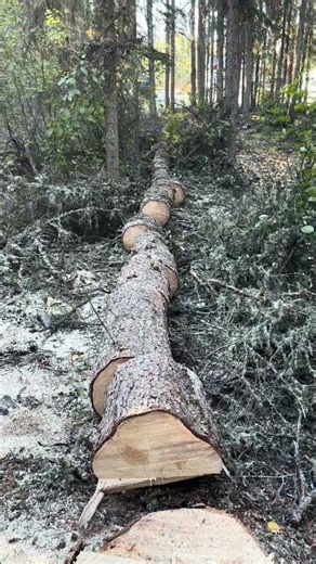 🌲 This dead tree needs to come down. And it’s huge! 🌲