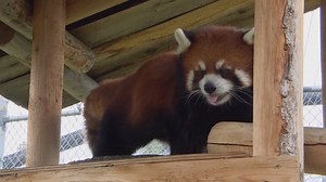 ICYMI: CBC Saskatoon got a special look at the Saskatoon Forestry Farm Park and Zoo last week. If you didn't catch our live video, here's what you missed. | CBC Saskatoon