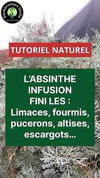 Absinthe facile anti limaces (super efficace) ! TUTO 👩🏻‍🌾