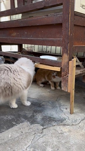 criminal gangster#cat #catvideos #catsoftiktok #fyp #funnycat