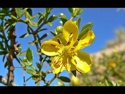 Medicinal Uses of Chaparral (aka Creosote bush), Larrea spp.