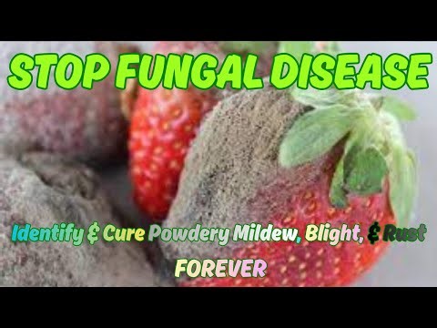 STOP FUNGAL DISEASE! 🍄 Identify & Cure Powdery Mildew, Blight, & Rust FOREVER.