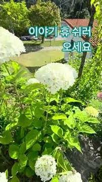 #주현미 #정주고 #가면않되요 #신의손은창tv #shorto #트로트 #노래 #그정을 어이해요 #소마덤