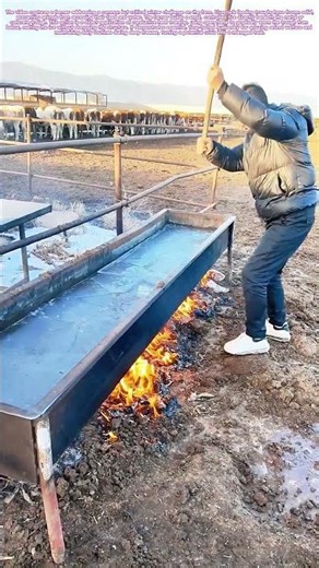 Thawing the Trough: A Farmer's Fire-Built Solution for Frozen Feed