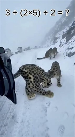 Snow Leopard Costume