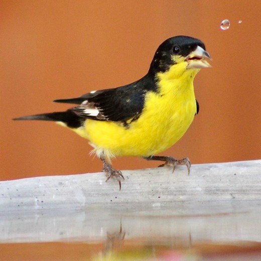 Meet the 3 Types of Goldfinches in the United States