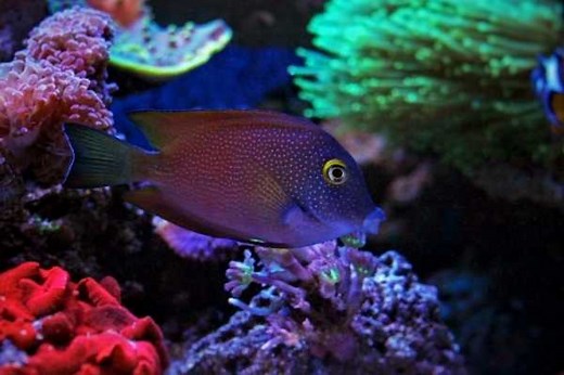 Kole Tang: care, diet, lifespan, tank size & compatibility