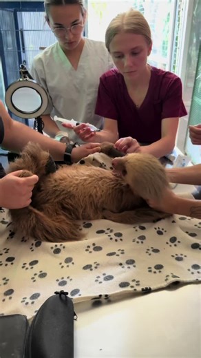 Veterinary Internship Opportunities in Wildlife Rescue