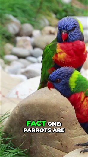 Parrots: More than just pretty birds. Intelligence, long life, and some wild facts all packed in one! #ParrotFacts #BirdLovers #AnimalTrivia #FunFacts
