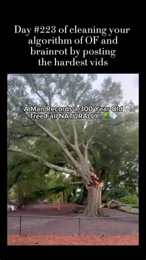 Algorithm Cleaner 🫡 on Instagram: "Cleaning... INCREDIBLE! Man Captures 300-Year-Old Tree Falling Naturally on Camera! 🌳💨 A man captures the rare moment a 300-year-old tree suddenly collapses in what appears to be a local park!🌳 After hearing it crack for nearly an hour, he begins filming — just in time to witness the massive trunk break clean from the base! 🪵 The fall was caused by internal rot from a lightning strike that hit the tree long ago. After the collapse, the man rushes to the pa