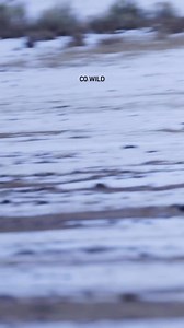 31 years ago today, wolves were reintroduced to Yellowstone. I was incredibly lucky to film this black wolf running at full speed as it fled from another pack before sunrise. #wolf #wolves #yellowstone #Wyoming #predator #naturephotography #yellowstonenationalpark #wildlife #wildlifephotography | Colorado Wild Photography