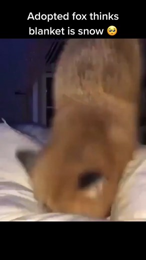 Cute Fox Diving into Snow | Flaming Fox Adoption Video