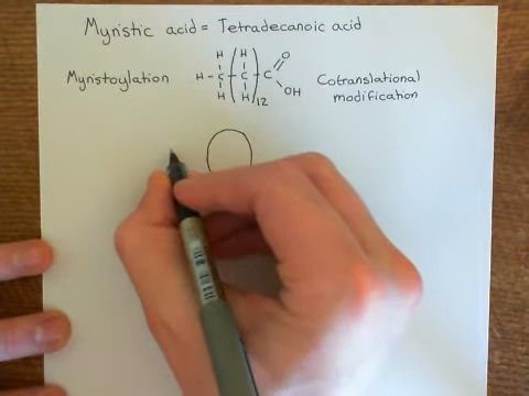 【蛋白质的脂质修饰】Lipid Modification of Proteins Part 2