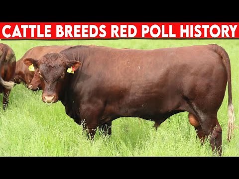 ⭕ Cattle Breeds RED POLL History ✅ Cattle RED POLL/ Bulls RED POLL