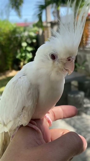 Casper Bird Update - January 2026