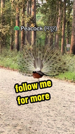 Beautiful Peacock Facts: The Majestic Mayur