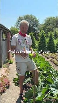 Harvests of Courgettes & Multi-sown Beetroot