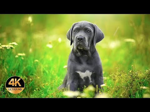 Versi animali 4K Ultra HD. Animali domestici. Аnimali da compagnia. Animali da fattoria.