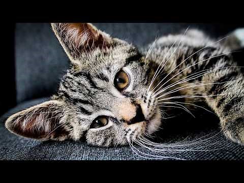 1 Hour Relaxing Piano Music ~ Cute Animal Edition: Beautiful Music, Sleep Music, Study Music~Vol II