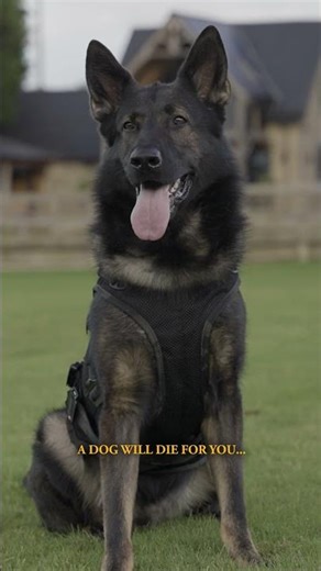 The Harsh Reality to Life Nowadays - What Do You Think? #protectiondogsworldwide