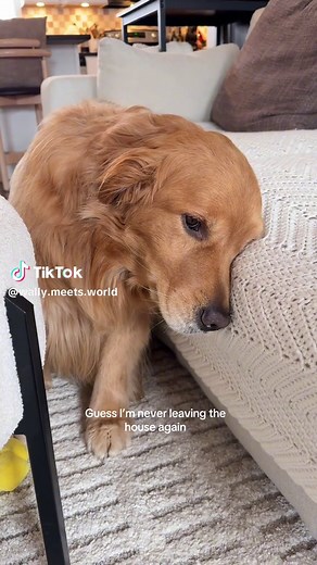 Why Golden Retrievers Are the Ultimate Couch Companions