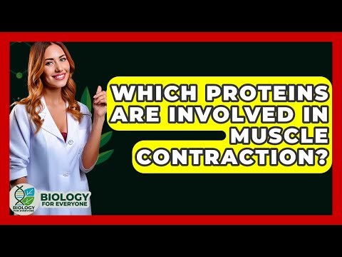 Which Proteins Are Involved In Muscle Contraction? - Biology For Everyone