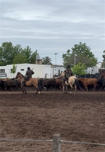 #argentina🇦🇷 #fvm #cavalo #horse #caballos