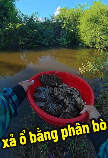 Xả ổ câu cá bằng phân bò: cách làm mồi hiệu quả