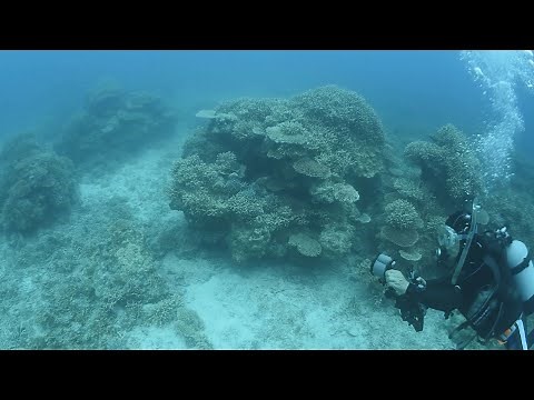 サンゴ礁の回復道半ば 沖縄、国内最大の石西礁湖