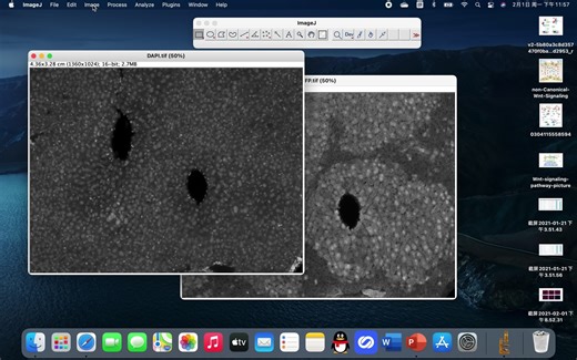 imageJ做merge简易教程